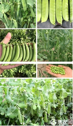甜脆豌豆种子的高抗丰产种植与推广技术